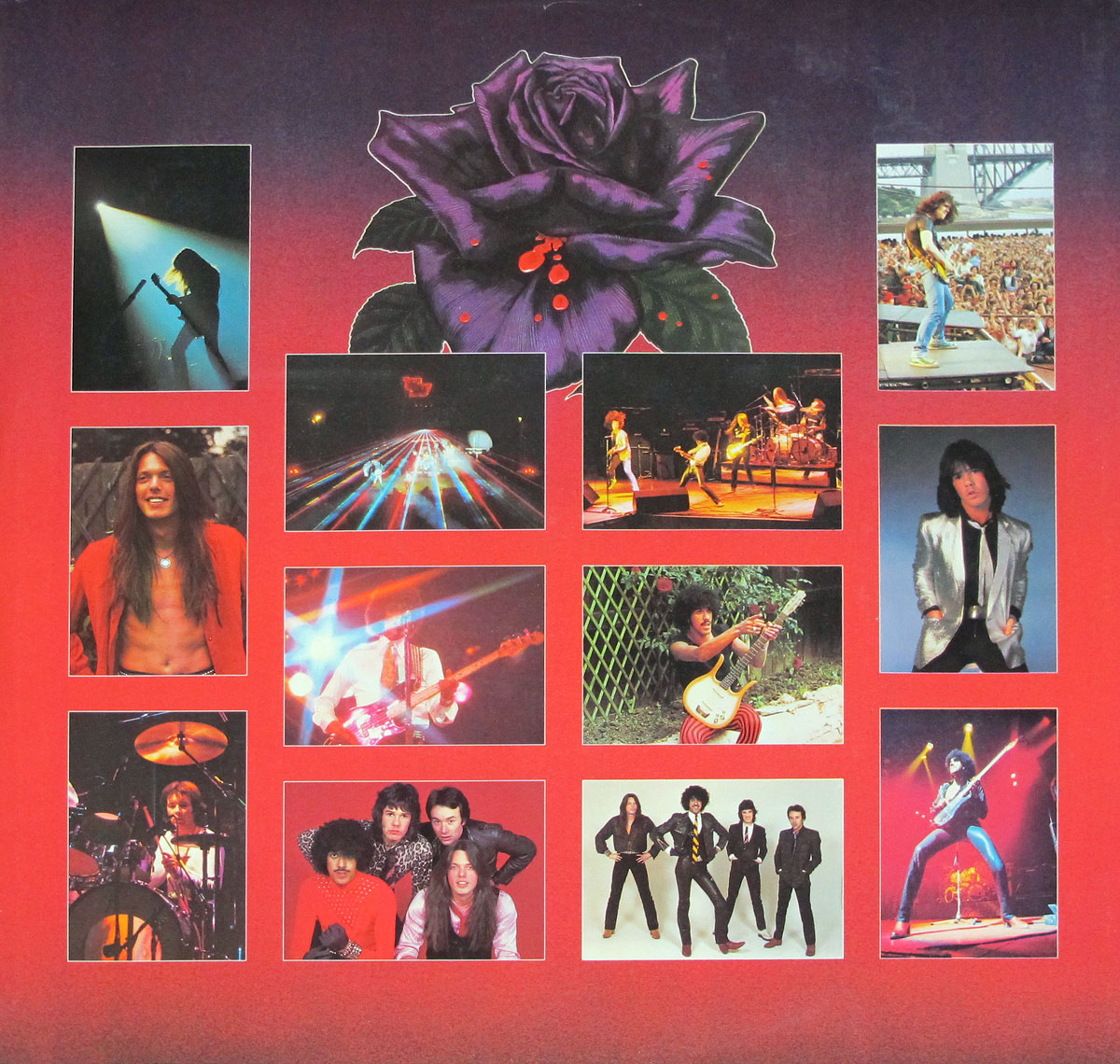 High Resolution Photo #3 THIN LIZZY Black Rose Rock Legend